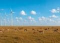 antelope graxing near wind turbines