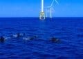 porpoises swimming near offshore wind turbines
