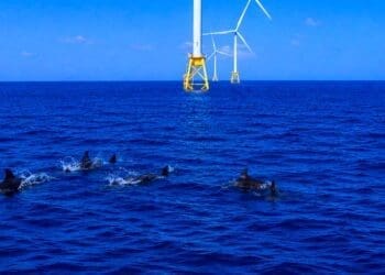 porpoises swimming near offshore wind turbines
