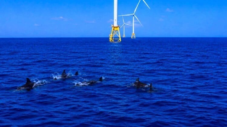 porpoises swimming near offshore wind turbines