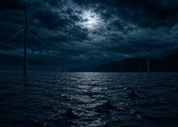 porpoises swimming near offshore wind farm