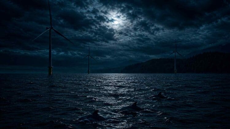 porpoises swimming near offshore wind farm