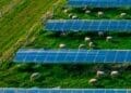 Sheep grazing around solar panels