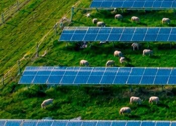 Sheep grazing around solar panels