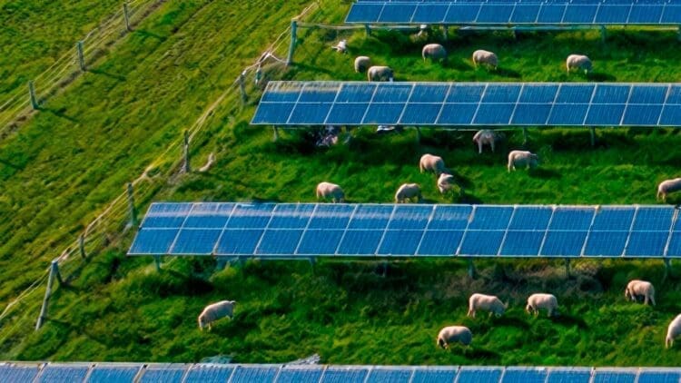 Sheep grazing around solar panels
