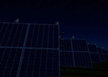 Birds sitting on solar panels