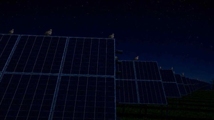 Birds sitting on solar panels