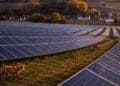 foxes walking around solar panels