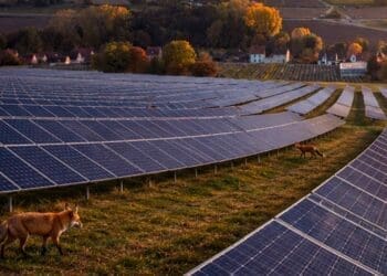 foxes walking around solar panels