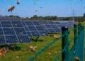 bees flying at solar plant