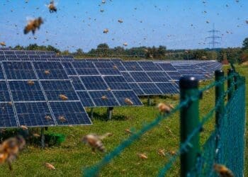 bees flying at solar plant