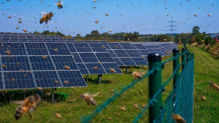 bees flying at solar plant