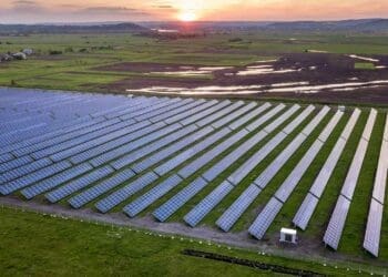 More than 1 million solar panels keep operating at this plant thanks to an army of 3,000 sheep protecting them from their greatest threat 37 green vegetation surrounding a million solar panels
