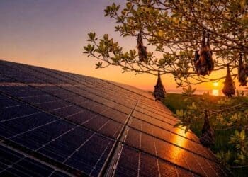 bats near solar panels
