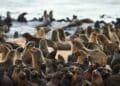 colony of seals