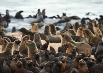 Two offshore wind farms turned into an unexpected hunting ground when seals began weaving through the turbines in eerie perfect square patterns 40 colony of seals