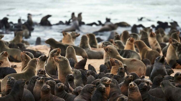 Two offshore wind farms turned into an unexpected hunting ground when seals began weaving through the turbines in eerie perfect square patterns 1 colony of seals