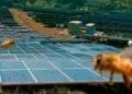 bees flying over solar plant