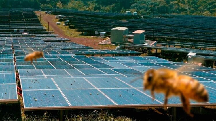 bees flying over solar plant