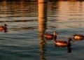 Denmark built a wind farm right in the path of migrating ducks, and what the birds did after dark was completely different 4 ducks swimming near offshore wind turbine