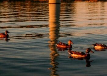 ducks swimming near offshore wind turbine