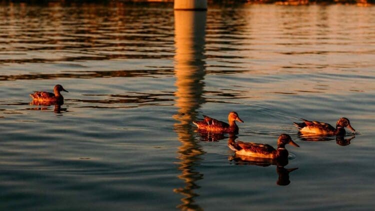 ducks swimming near offshore wind turbine