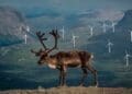 reindeer near giant wind farm
