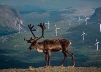 reindeer near giant wind farm
