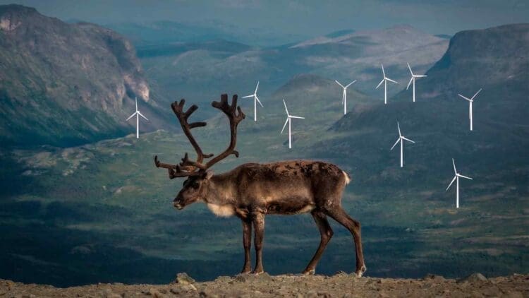 reindeer near giant wind farm