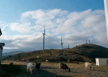 goats herding near wind farm