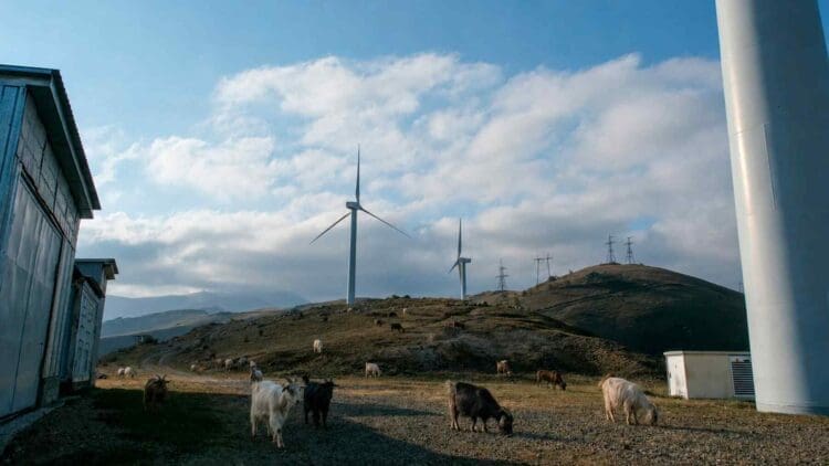 People laughed at rumors that a wind farm in Taiwan was keeping goats awake until 400 turned up dead three years later 1 goats herding near wind farm