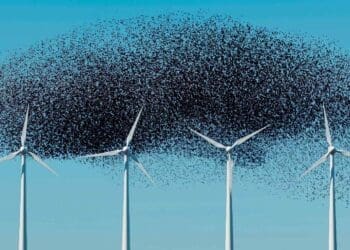 swarm of birds flying near wind turbines