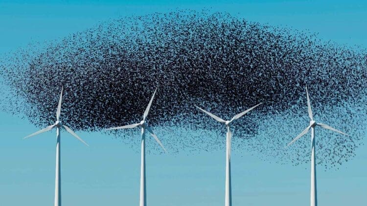 swarm of birds flying near wind turbines