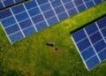 badger burrowing near solar panels