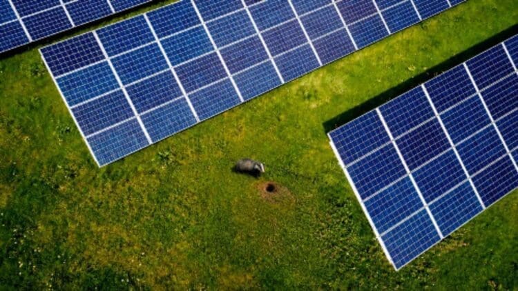 badger burrowing near solar panels