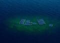 floating solar plant surrounded by green substance