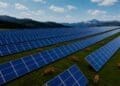 foxes moving under solar panels
