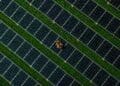 bumblebee above solar plant