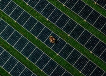 bumblebee above solar plant
