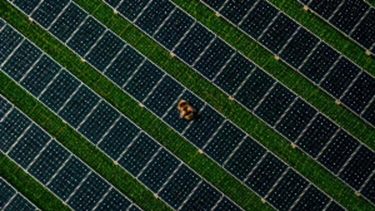 bumblebee above solar plant