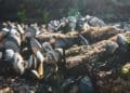 Wind farms affecting mussels