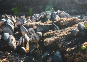 A wind farm rose in the middle of the sea, and mussels turned it into their favorite reef as the population exploded a hundredfold 2 Wind farms affecting mussels