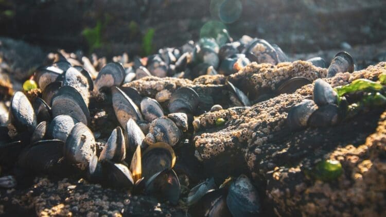 Wind farms affecting mussels