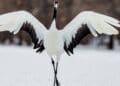 GPS tracking storks