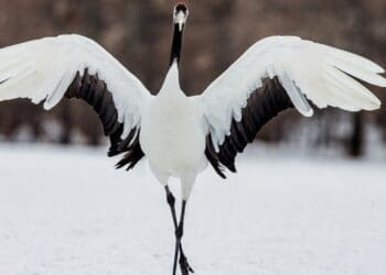 EDP strapped GPS cameras onto white storks to map the biodiversity risks hiding along Europe's migratory corridors 3 GPS tracking storks