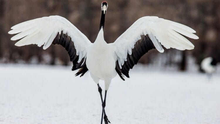 EDP strapped GPS cameras onto white storks to map the biodiversity risks hiding along Europe's migratory corridors 1 GPS tracking storks