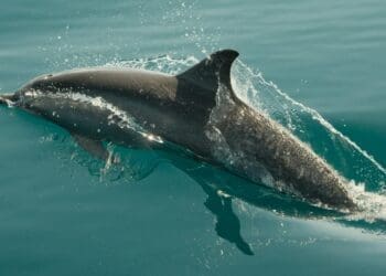 Porpoise