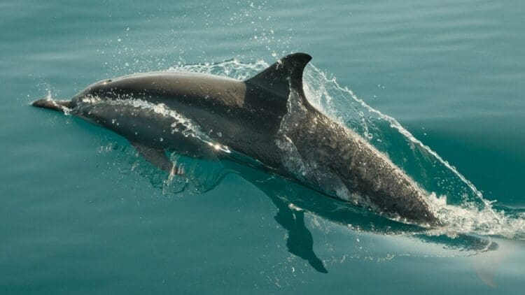 Porpoise