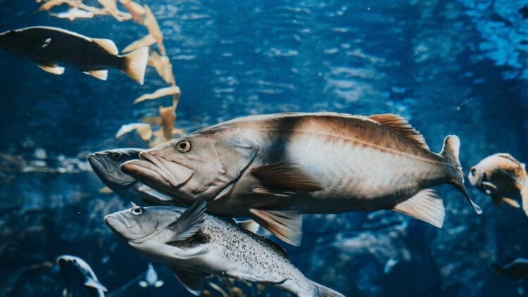 Vattenfall is installing fish ladders at its hydropower stations in Sweden and Finland to restore salmon migration routes blocked for decades 1 Salmon fish