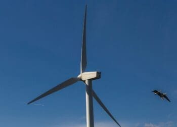Minsait's thermal camera system slashed bat deaths at wind farms by 85% while keeping turbines running longer 3 thomas franke DLuGXwyVTdA unsplash 1